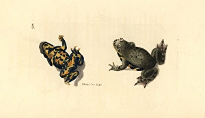 European fire-bellied toad, Bombina bombina European fire-bellied toad, Bombina bombina