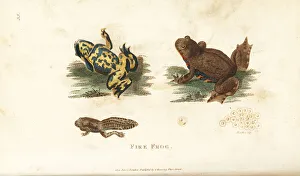 European fire-bellied toad, Bombina bombina European fire-bellied toad, Bombina bombina