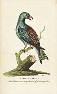 European or garrulous roller, Coracia garrulus European or garrulous roller, Coracia garrulus