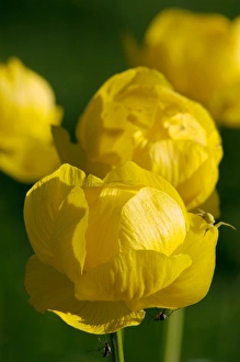 European Globeflower / Globe Crowfoot / Globe Flower European Globeflower / Globe Crowfoot / Globe Flower