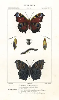 European peacock butterfly, Aglais io European peacock butterfly, Aglais io