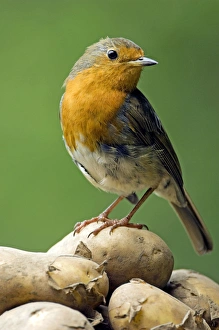 European Robin - adult female - feeds on harvested potatoes European Robin - adult female - feeds on harvested potatoes