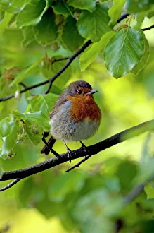 European Robin - adult - rests in European / Common European Robin - adult - rests in European / Common