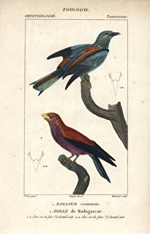 European roller, Coracias garrulus, and broad-billed European roller, Coracias garrulus, and broad-billed