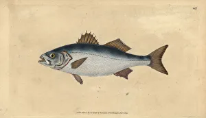 European seabass, Dicentrarchus labrax European seabass, Dicentrarchus labrax