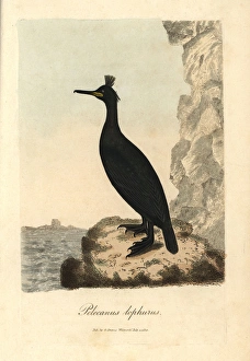European shag, Phalacrocorax aristotelis European shag, Phalacrocorax aristotelis