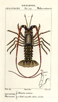 European spiny lobster, Palinurus elephas European spiny lobster, Palinurus elephas