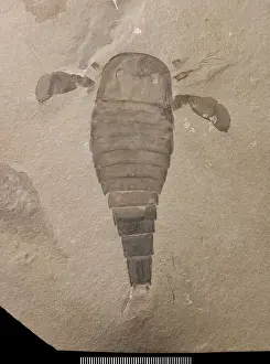 Crustacean Prints: Silurian Eurypterus Print: Largest Arthropod Fossil
