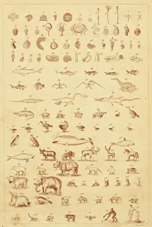 Evolution in Fossils Print: A Visual Record of Life's Progression
