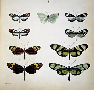 Examples of mimicry among butterflies Examples of mimicry among butterflies