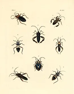 Exotic beetles Exotic beetles