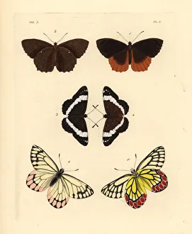 Exotic butterflies including the common jezebel Exotic butterflies including the common jezebel