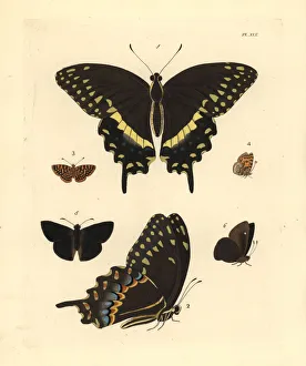 Exotic butterflies including the palamedes swallowtail Exotic butterflies including the palamedes swallowtail