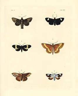 Exotic moths Exotic moths
