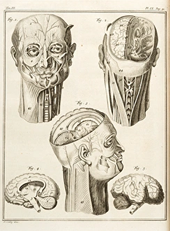External and internal parts of the human head External and internal parts of the human head