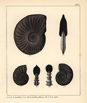 Extinct fossil Ammonites amaltheus, A gibbosus and A ziphus Extinct fossil Ammonites amaltheus, A gibbosus and A ziphus