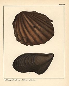 Extinct fossil oyster, Ostraa pectiniformis Extinct fossil oyster, Ostraa pectiniformis