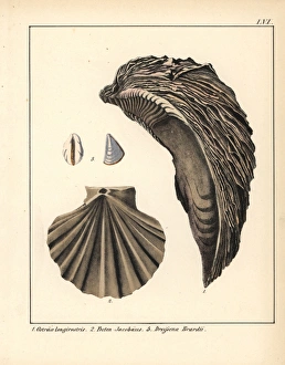 Extinct fossil of an oyster Ostraea longirostris Extinct fossil of an oyster Ostraea longirostris