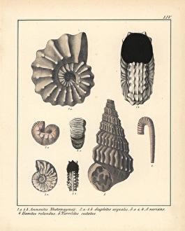 Extinct gastropods and mollusks: Ammonites Extinct gastropods and mollusks: Ammonites