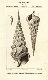 Extinct horn of plenty cerith shell, Cerithium cornucopia Extinct horn of plenty cerith shell, Cerithium cornucopia