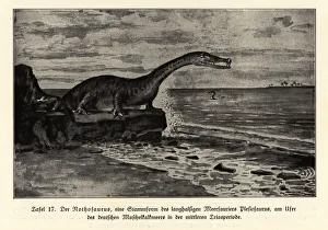 Extinct Nothosaurus, mid-Triassic period Extinct Nothosaurus, mid-Triassic period