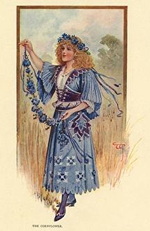Fairies of the Garden - The Cornflower Fairies of the Garden - The Cornflower