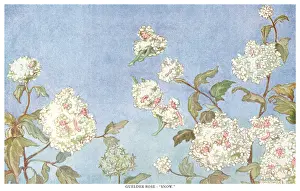 Fairyland Guelder Rose - Snow Print, 1919