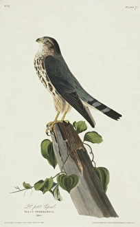 Falco columbarius, merlin Falco columbarius, merlin