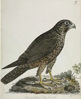 Falco peregrinus, peregrine falcon
