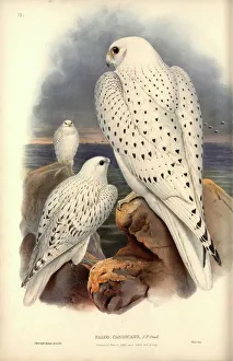 Falco rusticolus, gyrfalcon
