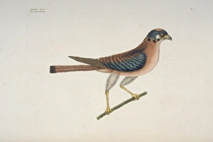 Falco sparverius, American kestrel