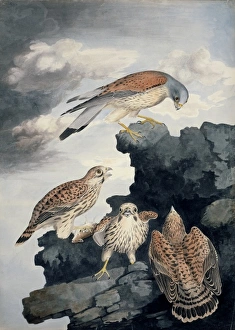 Falco tinnunculus, common kestrel