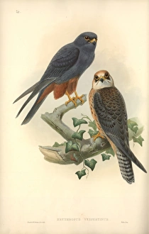 Falco vespertinus, red-footed falcon Falco vespertinus, red-footed falcon