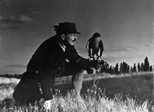 Hunting Birds Prints: Falconry : at Rest