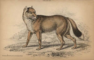 Falkland Island Aguara-dog, Dusicyon australis Falkland Island Aguara-dog, Dusicyon australis