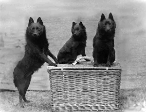 Fall/3 black Schipperkes posing on a wicker basket Fall/3 black Schipperkes posing on a wicker basket