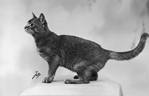 Abyssinian Cat Breed Prints: Fall / Abyssinian / 1936