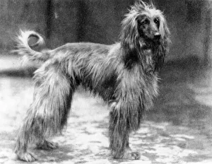 Fall/Afghan Hound/Champion Sirdar of Ghazni Fall/Afghan Hound/Champion Sirdar of Ghazni