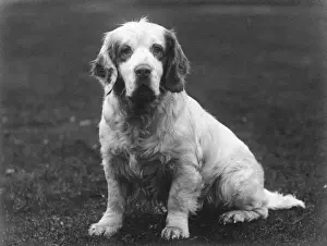 King George V's Clumber Spaniel Print 1936