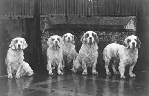1936 Print of Sandringham Clumber Spaniels