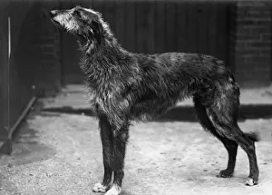 Fall/Deerhound/ Champion Aesthetic of Ross Fall/Deerhound/ Champion Aesthetic of Ross