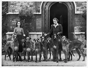 Print of Fall and eight Rotherwood Deerhounds 1950