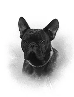 Fall/French Bulldog Champion Rossi of Elmsleigh Fall/French Bulldog Champion Rossi of Elmsleigh