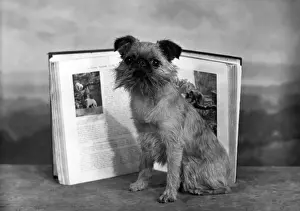 Fall Dog Photos Prints: Fall / Griffon / With Book