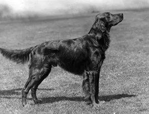 Fall/Irish Setter Champion Marksman of Ide Fall/Irish Setter Champion Marksman of Ide