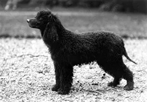 Fall/Irish Water Spaniel Champion Breifny Fascination Fall/Irish Water Spaniel Champion Breifny Fascination