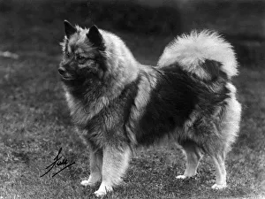 Fall/Keeshond/Champion Fina Van Zaandam Fall/Keeshond/Champion Fina Van Zaandam
