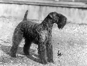 Fall/Kerry Blue Terrier/ Champion Princeton Hell-Of-A-Fellow Fall/Kerry Blue Terrier/ Champion Princeton Hell-Of-A-Fellow