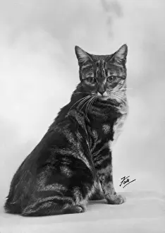 Prints of A manx cat sitting down, so you cannot really see that it does not have a tail Manx Prints: Manx Cat Print 1936