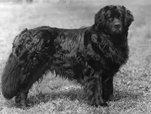 Rare Dog Breeds List Prints: Fall / Newfoundland / 1934